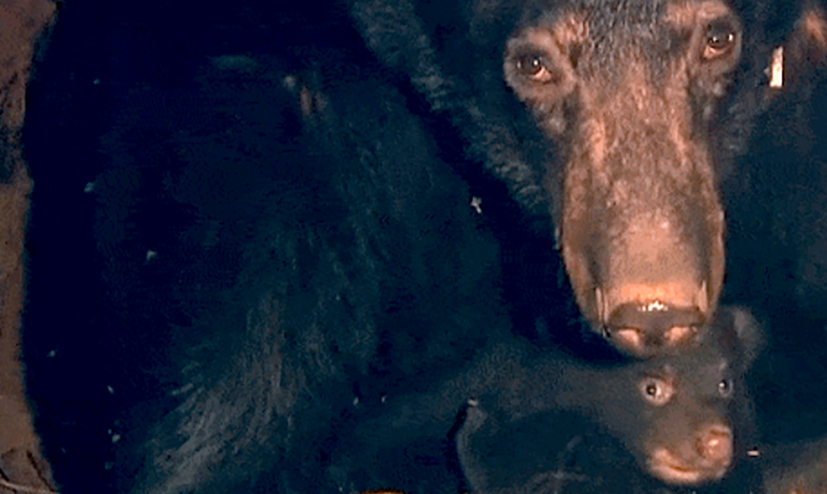 People Want To Shoot Hibernating Bear Families — And The Government Just Voted To Let Them