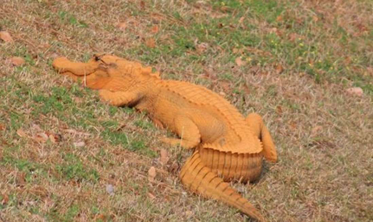 This “Orange Alligator” Has Been Spotted In North Carolina