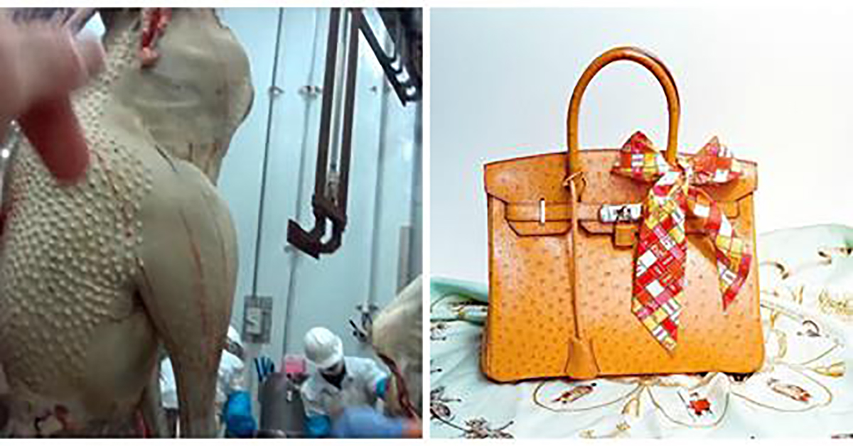 Exposed: Baby Ostriches Slaughtered for Louis Vuitton Luxury Bags