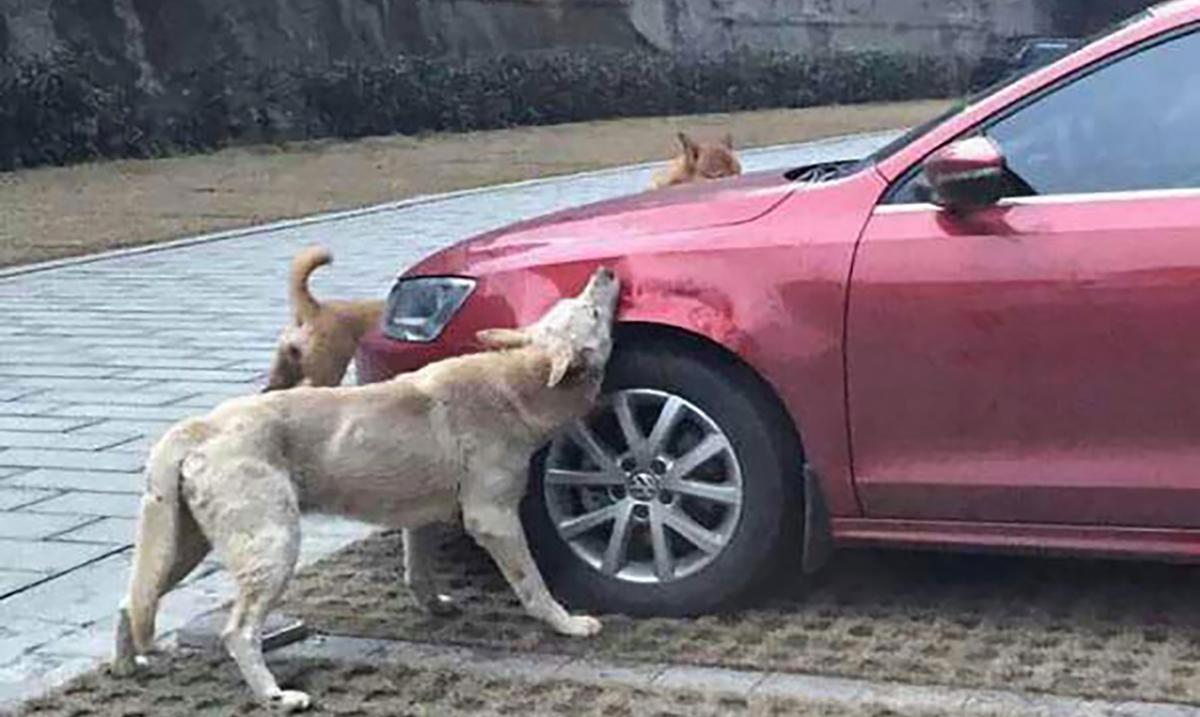 Man Kicks A Dog. Dog Comes Back With Friends And Destroys His Car While He’s Away