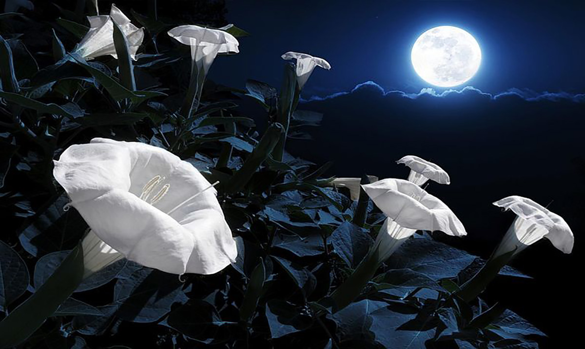 If You Are A Night Owl Then You Need To Build Your Very Own Magical Moon Garden