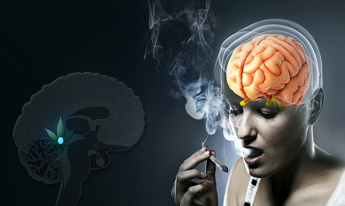 What Happens In The Pineal Gland When We Use Cannabis?