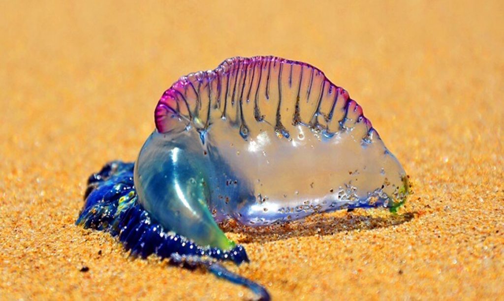 If You See A Beautiful Purple Thing on The Sand This Summer, Run Away ...