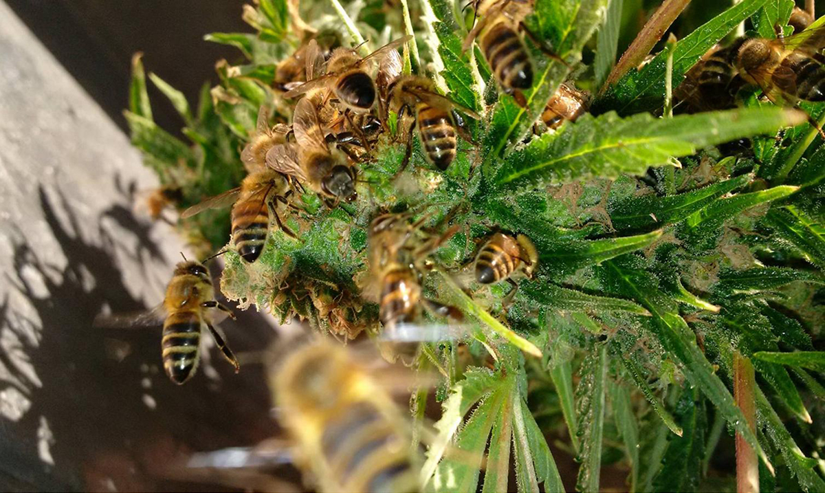 Beekeeper Trains Bees to Make Honey from Marijuana Resin