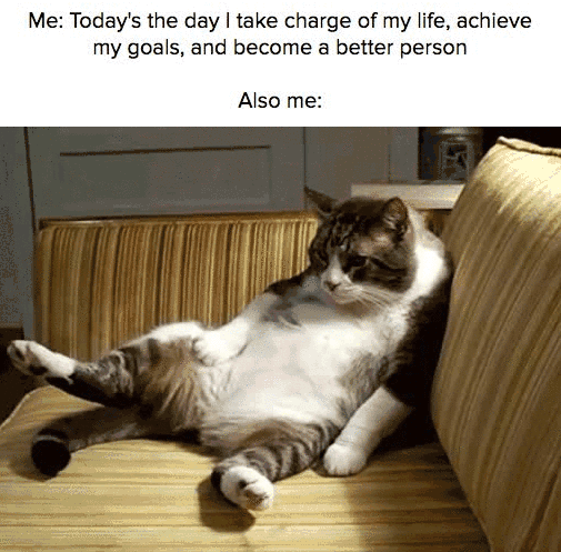 cat, meme, cat meme, life improvement