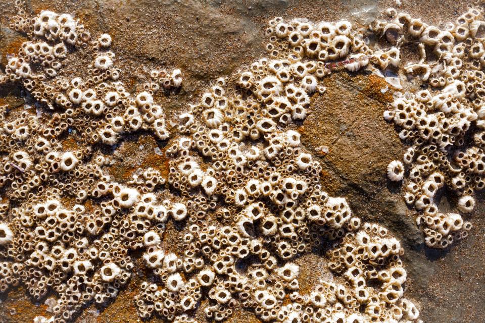 Trypophobia Is A Fear Of Holes & You Probably Have It – Evolve Me