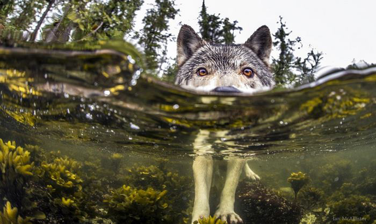 Meet Rare Sea Wolves Who Live Off The Ocean and Can Swim For Hours