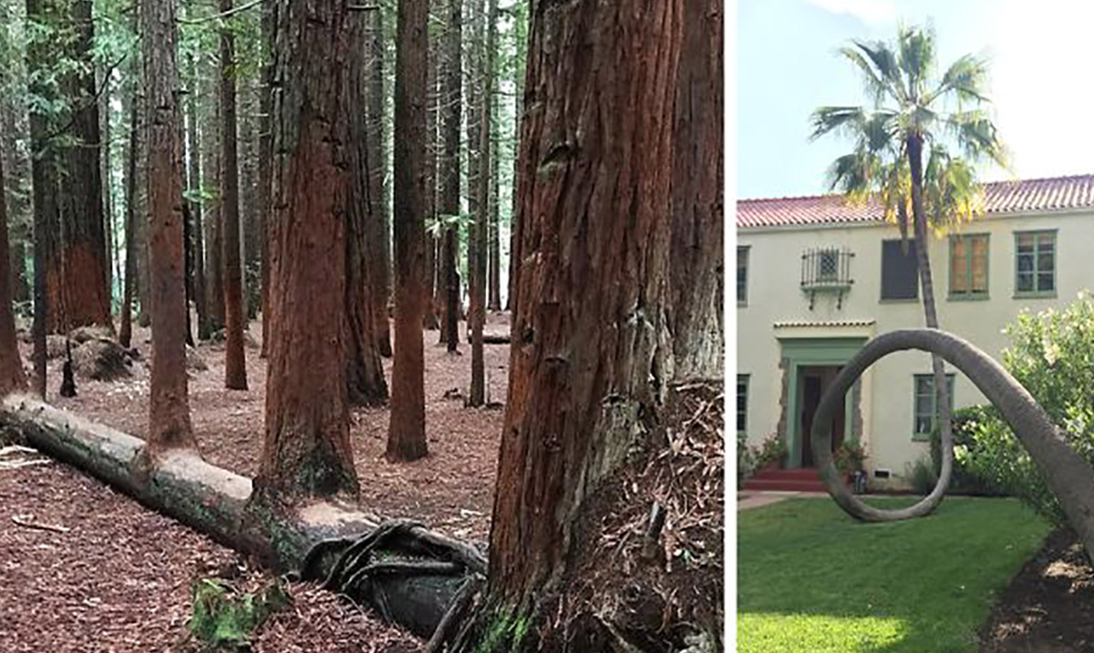 25+ Badass Trees that Refused to Die No Matter What
